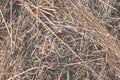 Dry grass after spring work in garden Royalty Free Stock Photo