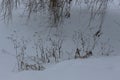 Dry grass stands in the snow. Willow branches are visible in the background. Royalty Free Stock Photo