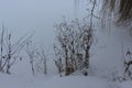 Dry grass stands in the snow. Willow branches are visible in the background. Royalty Free Stock Photo