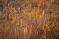 Dry Grass in the sunset light Royalty Free Stock Photo