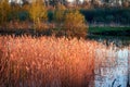 Dry grass in the swamp in the rays of the evening sun Royalty Free Stock Photo