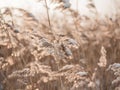 Dry grass sways in the wind in the sun in winter. Beige reed. Beautiful nature trend background. Closeup