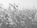 Dry grass sways in the wind in the sun in winter. Beige reed. Beautiful monochrome floral background. Closeup