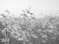 Dry grass sways in the wind in the sun in winter. Beige reed. Beautiful monochrome floral background. Closeup