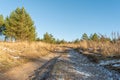 The Dry grass with tall stalks thaws in the sun. Sandy forest road. Clear sunny day in early spring