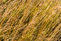 Dry grass texture Royalty Free Stock Photo