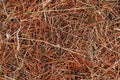 Dry Grass texture Royalty Free Stock Photo