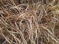 Dry Grass Texture dan Autumn Grass Background Royalty Free Stock Photo