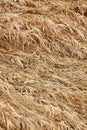 Dry grass texture Royalty Free Stock Photo