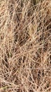 Dry grass texture during summer as background Royalty Free Stock Photo
