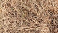 Dry grass texture during summer as background Royalty Free Stock Photo