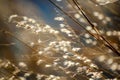 Dry grass tilted by the wind Royalty Free Stock Photo