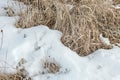 Dry grass under clear snow Royalty Free Stock Photo