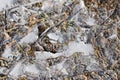 Dry grass under the ice in the spring forest. Abstract background Royalty Free Stock Photo