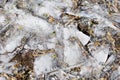 Dry grass under the ice in the spring forest. Abstract background Royalty Free Stock Photo