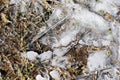 Dry grass under the ice in the spring forest. Abstract background Royalty Free Stock Photo