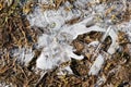 Dry grass under the ice in the spring forest. Abstract background Royalty Free Stock Photo