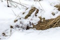 Dry grass under snow in cloudy day Royalty Free Stock Photo