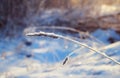 Dry grass under the snow Royalty Free Stock Photo