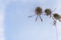 Dry grass under transparent ice close up in springtime