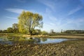 Large tree on a dry and wet meadow Royalty Free Stock Photo