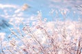 Dry grass in white and blue snow