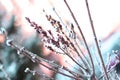 Dry grass in white and blue snow