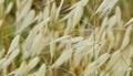 Dry Grass in the wind