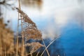 Dry grass in wind infront of a river