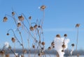 Dry grass winter snow blurred background on blue sky Royalty Free Stock Photo