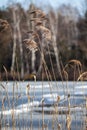 Dry grass in winter time, Poland. Royalty Free Stock Photo