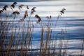 Dry grass in winter time, Poland. Royalty Free Stock Photo