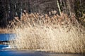 Dry grass in winter time, Poland. Royalty Free Stock Photo