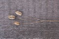 Dry grass on a wooden background. Thin flower trunks with buds.