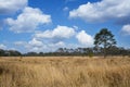 Dry grasses field