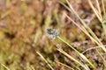 Dry grasses in a swamp.