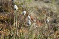 Dry grasses in a swamp.