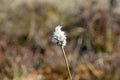 Dry grasses in a swamp.