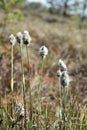 Dry grasses in a swamp.