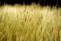 Dry grasses in water Royalty Free Stock Photo