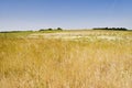 Dry grassland