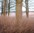 Dry grassy meadow in a pine, fir or cedar tree forest in Sweden. Landscape of old trunks and tall grass in a quiet, wild Royalty Free Stock Photo