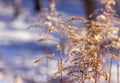 Dry grassy plants and twigs on a natural light snowy background. Royalty Free Stock Photo