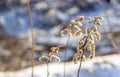 Dry grassy plants and twigs on a natural light snowy background. Royalty Free Stock Photo