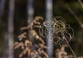 Dry grassy plants and twigs on a natural light snowy background. Winter landscape. Royalty Free Stock Photo