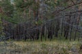 Dry gray Baikal trees with black trunks after fire stand on yellow grassy slope of mountain. Pine forest with green branches Royalty Free Stock Photo