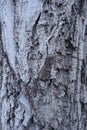 Dry gray bark of Juglans regia