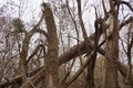 gray broken trees in the autumn forest