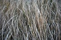 Dry gray grass, hay, natural organic background, close up horizontal macro Royalty Free Stock Photo