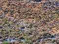 Dry Greek Summer Landscape With Sheep